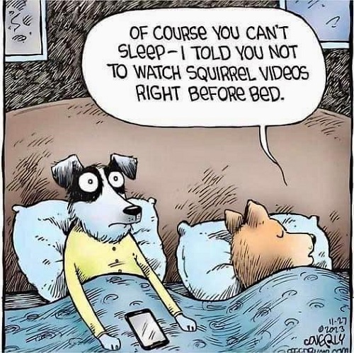 dog no squirrel videos.jpg